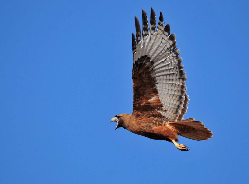 Red-Tailed Hawk Rufous Morph Adult Seedskadee NWR by USFWS Mountain Prairie is licensed under CC BY 2.0.